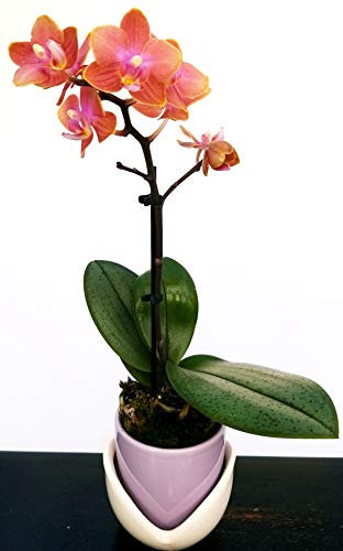 POWERS TO FLOWERS - ORCHIDEA PHALAENOPSIS BONSAI ROSA/ARANCIO IN VASO CERAMICA TULIPANO, Orchidea Falenopsis, Pianta Vera, Orchidee Phalaenopsis Rosa e Arancio