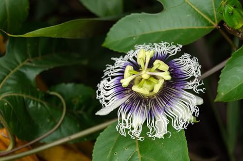 Passiflora Edulis Maracuja, Pianta rampicante in vaso 7x7 cm, Pianta in vaso, Vivaio di Castelletto