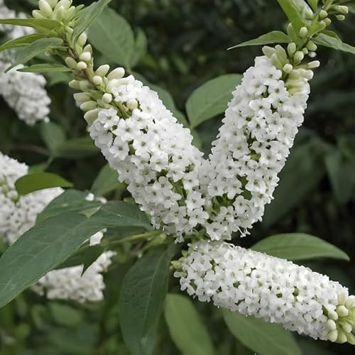 BUDDLEJA Davidii BUZZ IVORY Bianca ALBERO DELLE FARFALLE in vaso 18 cm AMDGarden