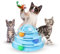Mobiclinic®Pets, Juguete para Gatos, Interactivo, Catplay, Estimulación sensorial, 4 Niveles, Pelotas, Fácil de Montar, 12x24x16.5cm Torre interactiva Gato, Antideslizante, Diseño Atractivo