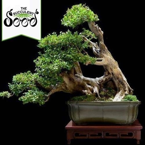 Portale Cool Privet Comune - Ligustrum Vulgare (15 Semi di Bonsai)