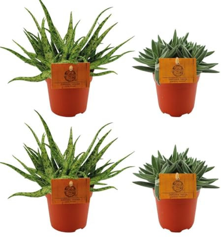 2x Aloe Spider + 2x Crassula Tenelli - 10cm - Ø10,5cm - Zimmerpflanze - Immergrün - Kakteen und Sukkulenten