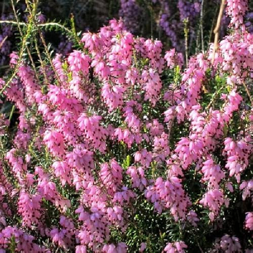Winterheide 'Rosa'' - Erica carnea 'Rosa' - 10-12 cm Topf 10,5