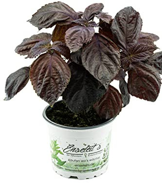 Japanisches Basilikum Shiso, Perilla (Perilla frutescens), Basilikum Kräuter Pflanze
