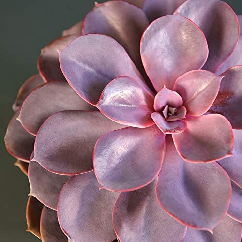 Echeveria ‘Purple Pearl’ Tender Succulent Evergreen Indoor House Plant, Attractive Green and Purple Foliage, Easy to Grow, 2X 12cm Pots Echeveria ‘Purple Pearl’ by Thompson and Morgan (2)