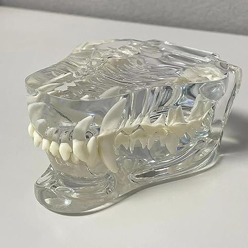 Lehrmodell-Werkzeuge, Tiere, Dental, transparent, Hunde, Hunde, Katzen, Zähne, anatomisches Modell, Dentaltiere, Mundzahn, Kiefer für Veterinärbüro, pädagogisches Werkzeug, Anatomi
