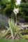 Yucca filamentosa 'Color Guard' 30-40 cm - Palmlilie, gelb-grüne Blätter, cremeweiße Blüten, Blütezeit Juni-August, winterhart, pflegeleicht