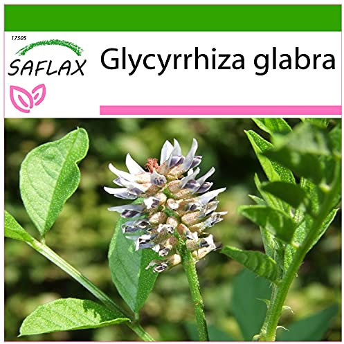 SAFLAX - Kräuter - Süßholz/Lakritze - 30 Samen - Mit keimfreiem Anzuchtsubstrat - Glycyrrhiza glabra