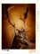 CALVENDO Puzzle Der Hirsch mit dem goldenen Geweih 1000 Teile Puzzle hoch | Lege-Größe cm Foto-Puzzle für glückliche Stunden