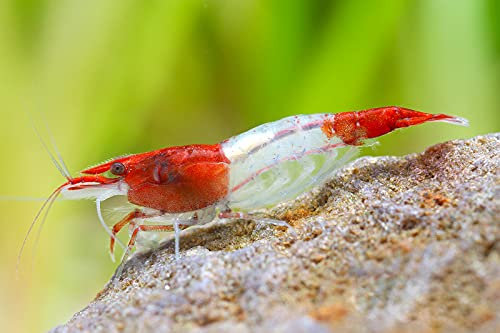 Garnelio Red Rili Garnele - 10 Stück