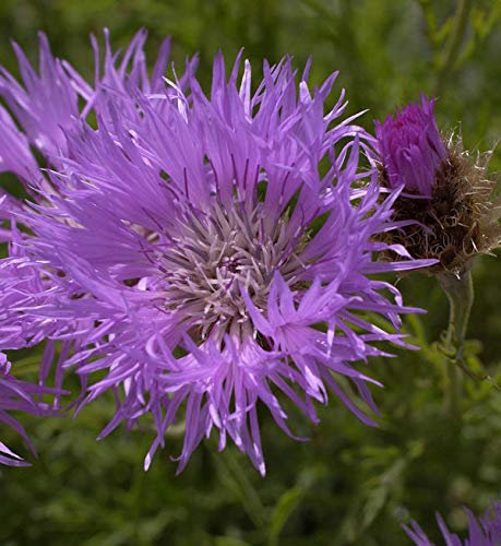 Silber Flockenblume - Centaurea pulcherrima - lebende Gartenpflanze aus den Baumschulen