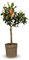 Attitude Jardin - Limone rosso - agrume mediterraneo - albero da frutto - 75-85 cm - ⌀ 22 cm