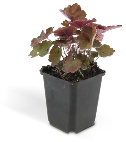 Trendyplants - Heuchera micrantha 'Palace Purple' - 12 Stück - Lila Glockenblume - Winterhart - Höhe 20-30 cm - Topfgröße Ø9cm