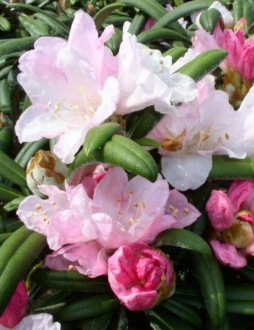 Yakushima Alpenrose Rhododendron yakushimanum Edelweiß cm 30-40 cm breit im 5 Liter Pflanzcontainer
