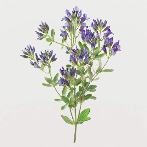 1500 Semi di erba medica (Medicago sativa) - SemiSelvaggio Permacultura