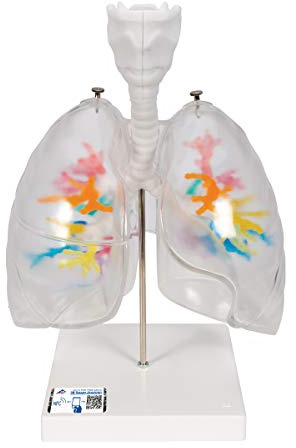 3B Scientific® CT-Bronchialbaum-Modell – Humananatomie-Lungenmodell mit Kehlkopf, Segmentbronchien & transparenten Lappen auf Stativ + Smart Anatomy App (5 Jahre Garantie)