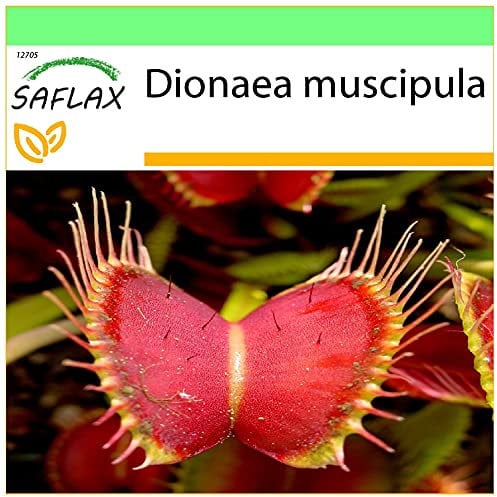 SAFLAX - Venus - Fliegenfalle - 10 Samen - Dionaea muscipula