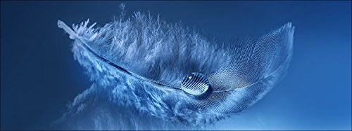 Pro-Art gla1080c Wandbild Glas-Art 'Feather I' 80 x 30 cm