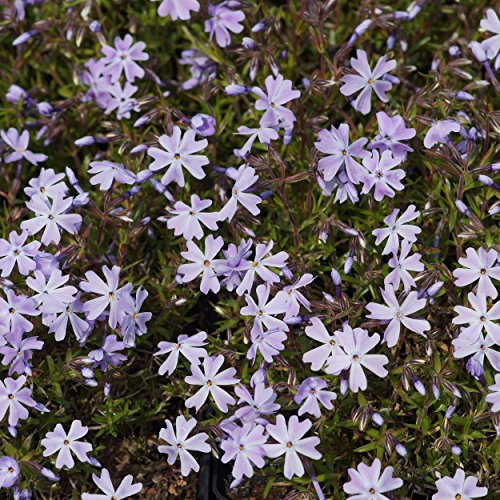 Phlox subulata 'Emerald Cushion Blue' - Polster-Flammenblume, im 0,5 Liter Topf, schieferblau blühend