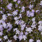 Phlox subulata 'Emerald Cushion Blue' - Polster-Flammenblume, im 0,5 Liter Topf, schieferblau blühend