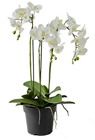 Künstliche Orchidee im Topf - Dekoration Kunstorchidee - Weiße Blüten & Grüne Knospen - Naturgetreue & Hochwertige Phalaenopsis/Dekoorchidee - Höhe: 70cm - Topfpflanze/Dekopflanze