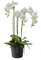 Künstliche Orchidee im Topf - Dekoration Kunstorchidee - Weiße Blüten & Grüne Knospen - Naturgetreue & Hochwertige Phalaenopsis/Dekoorchidee - Höhe: 70cm - Topfpflanze/Dekopflanze
