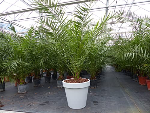 gruenwaren jakubik XXL Palme inkl. Pflanzkübel, 220-230 cm Phoenix Canariensis Dattelpalme