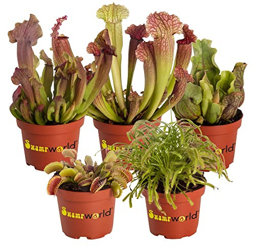 vdvelde.com - Fleischfressende Pflanzen 5 fleischfressende Pflanzen - Ø 9 cm ↥ ca. 15 cm - Lose