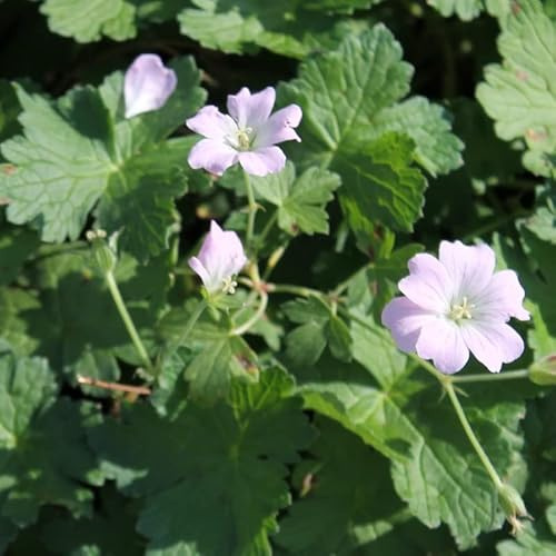 6x Storchschnabel 'Dreamland' - Geranium 'Dreamland' - Topf 9x9cm - Rosa Blütenstaude