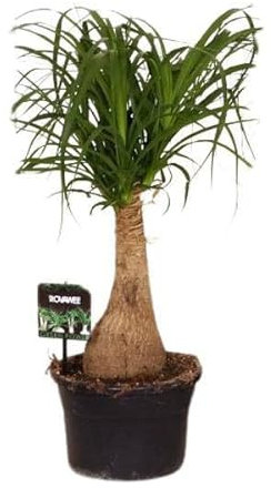 Elefantenfuß - Beaucarnea Nolina - Zimmerpflanze - Ø19cm - 60cm