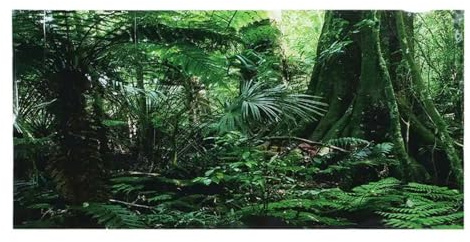 MZPOZB Juwel Rückwand Aquarium Hintergrund Poster Dekoration Wand Landschaftsbau Regenwald Terrarium Dekorationen(61 x 41cm)