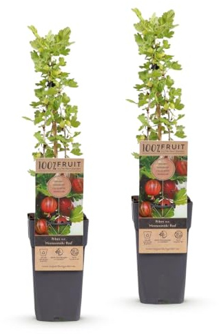 Green boutiQ - Plante fruitière - Ribes uva-crispa Hinnonmäki Röd - Groseille - Résistante à l’hiver - Groseille Rouge - 2 Plantes - Pot 15cm - Hauteur 50cm