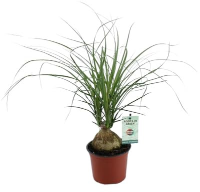 Beaucarnea Nolina Recurvata - 35-45cm - Ø12cm - Plante d'intérieur - Vert persistant