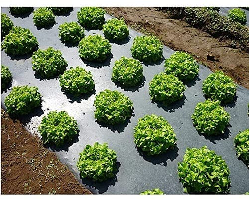 Biologisch abbaubare landwirtschaftliche schwarze Kunststoff-Mulchfolie für den Garten, Unkrautbekämpfung, 14 Mikron Dicke, Erdbeer-Tomatenpflanzenabdeckung, Mulch, 1 x 20 m
