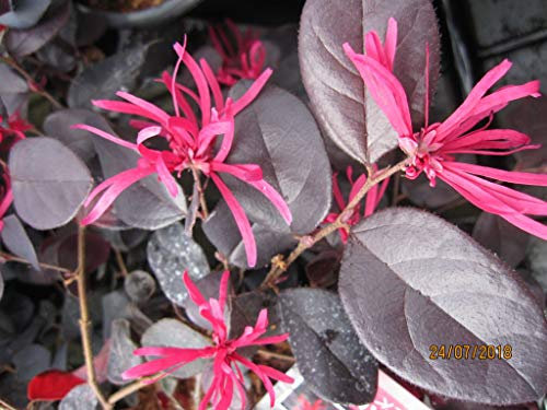 Baumschule Pflanzenvielfalt Loropetalum chinense Black Pearl - Riemenblüte Schwarze Perle