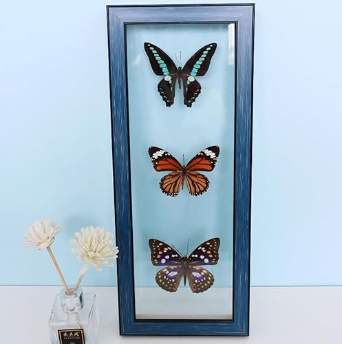 RAGOPILEN Véritable spécimen de Papillon, Spécimen d'insecte Naturel, véritable Papillon taxidermique monté sous Verre, Cadre en Bois Fait Main(B)