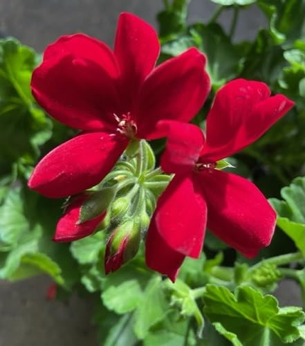 100Pcs red Climbing Geranium Flower Seeds