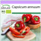 SAFLAX - BIO - Peperone - California Wonder - Red - 20 semi - Capsicum annuum