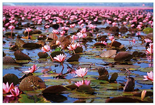 Wallario Küchenrückwand selbstklebend 90 x 60 cm, Motiv: Seerosenlandschaft mit rosa Blüten | Spritzschutz abwischbar & pflegeleicht
