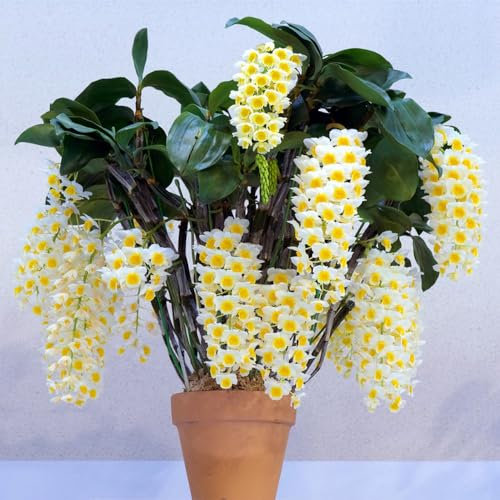 400 pcs Dendrobium nobile samen - seed mittagsblume winterhart orchideen orchidee, winterharte kübelpflanzen gartenblumen blumenwiese samen mehrjährig winterhart pflanztopf blumen