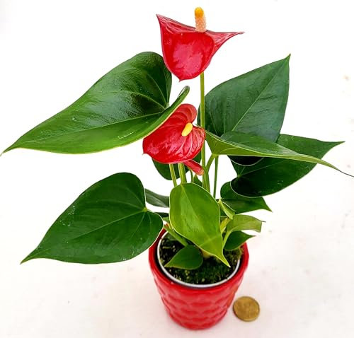 POWERS TO FLOWERS - ANTHURIUM ROSSO IN VASO CERAMICA CUORI, VASO 7 CM DIAMETRO, IDEALE COME PIANTA D'ACCOMPAGNAMENTO ALLA SCRIVANIA, piante vere