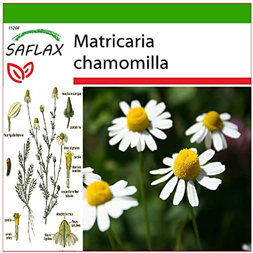 SAFLAX - Camomilla - 300 semi - Con substrato - Matricaria chamomilla