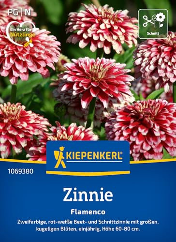 Kiepenkerl Zinniensamen Flamenco 1069380 - zweifarbige, rot- weiße Beet- und Schnittzinnie mit großen, kugeligen Blüten - Pflanzen, Blumensamen, Saatgut