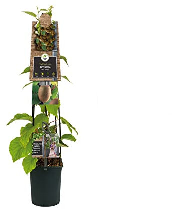Planta Viva de Kiwi Autofértil - Actinidia Deliciosa Enraizada y Lista para Crecer