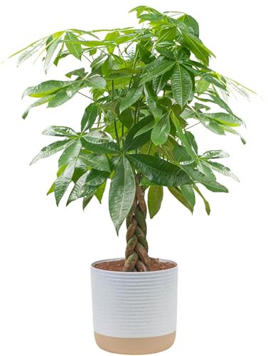 Costa Farms Large Pachira, Money Tree, Live Indoor Plant 42-Inches Tall, in Decor Planter