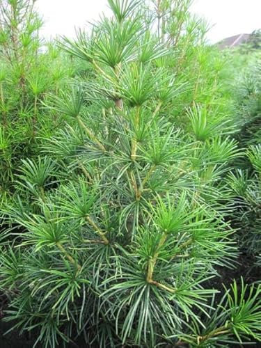 Sciadopitys verticillata Big Green - japanische Schirmtanne 40-50