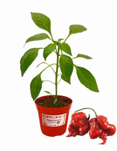 P. Piantine da Orto | Peperoncino Carolina Reaper, Pianta in Vaso Diametro 14 cm, Pianta Pronta per il Trapianto, Pianta Vera, Frutta da Mangiare, Vivaio Italiano