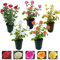 Carbeth Plants White Potted Rose Bush in 3 Litre Pot - Vibrant Hybrid Patio Roses - Strong & Healthy Plant Low Maintenance Garden Shrub - Abundant Blooms, Garden & Container Ready