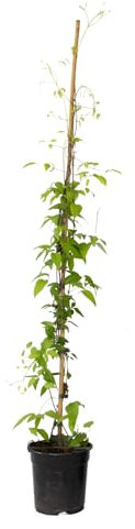 Plant in a Box - Waldrebe - Clematis 'The President' - Höhe 100-120cm - ⌀17cm