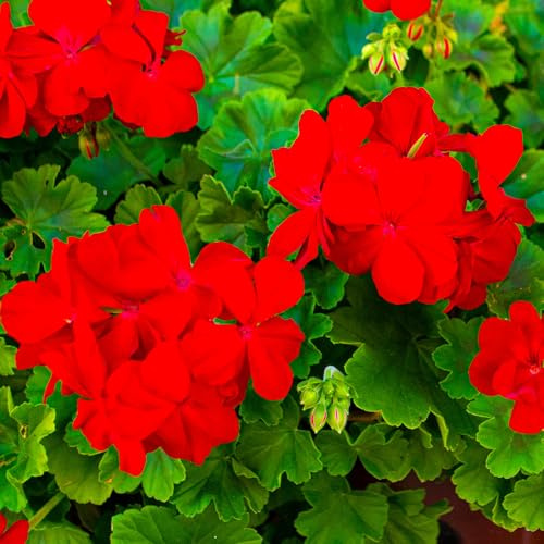 GardenersDream Geranio Rosso in Vaso – Pianta da Giardino Fiorita Rossa – Geranio Perenne Resistente da Esterno per Giardino (incl. Vaso 11 cm)